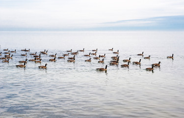Flock of Canada Geese swimming across lake.