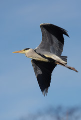 Grey Heron, Ardea cinerea 