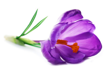Naklejka premium Beautiful crocus flower isolated on white