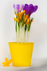 Beautiful crocus flowers on shelf, indoors