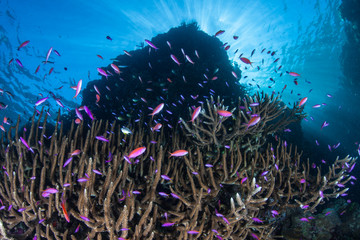 Colorful Fish and Coral Reef