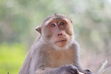 サルのポートレート