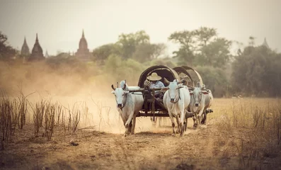 Foto op Aluminium Burmese rural man driving wooden cart with hay on dusty road drawn © Sasint