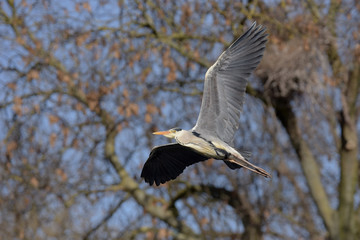 Grey Heron, Ardea cinerea