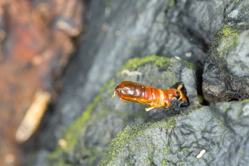 Empty pupa after the insect has emerged
