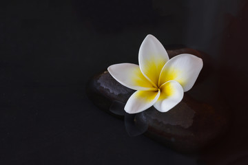 Single flower yellow white plumeria or frangipani on pebble and