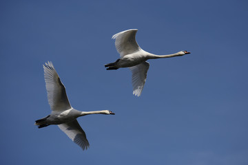 Mute Swan, cygnus olor