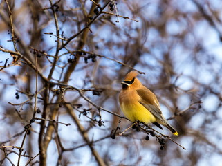 Cedar Waxwing is a silky, shiny collection of brown, gray, and lemon-yellow, accented with a subdued crest, rakish black mask, and brilliant-red wax droplets on the wing feathers.