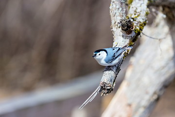 A common feeder bird with clean black, gray, and white markings, White-breasted Nuthatches are active, agile little birds with an appetite for insects and large, meaty seeds. 