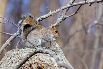 Grey squirrels are mainly herbivorous, eating acorns and hazel nuts, berries, fungi and even bark, buds and shoots. On rare occasions they will eat insects, bird eggs and nestlings.