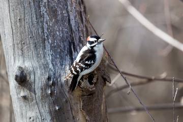 The active little Downy Woodpecker is a familiar sight at backyard feeders and in parks and woodlots, where it joins flocks of chickadees and nuthatches, barely outsizing them. 