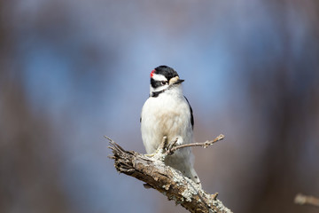 The active little Downy Woodpecker is a familiar sight at backyard feeders and in parks and woodlots, where it joins flocks of chickadees and nuthatches, barely outsizing them. 