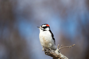 The active little Downy Woodpecker is a familiar sight at backyard feeders and in parks and woodlots, where it joins flocks of chickadees and nuthatches, barely outsizing them. 
