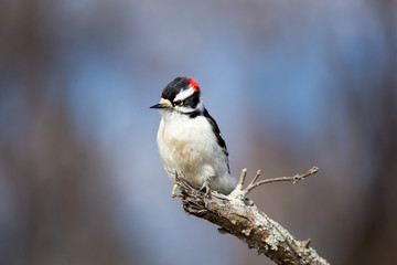 The active little Downy Woodpecker is a familiar sight at backyard feeders and in parks and woodlots, where it joins flocks of chickadees and nuthatches, barely outsizing them. 