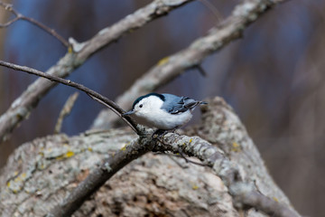 A common feeder bird with clean black, gray, and white markings, White-breasted Nuthatches are active, agile little birds with an appetite for insects and large, meaty seeds. 