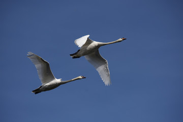 Mute Swan, cygnus olor