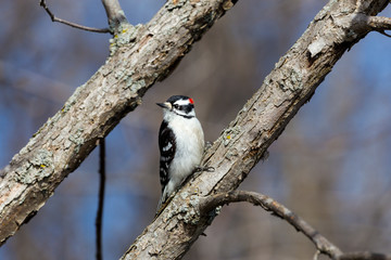The active little Downy Woodpecker is a familiar sight at backyard feeders and in parks and woodlots, where it joins flocks of chickadees and nuthatches, barely outsizing them. 