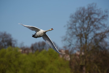 Mute Swan, cygnus olor
