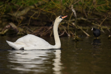 Mute Swan, cygnus olor