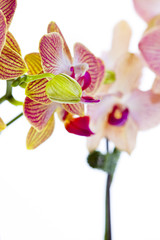 Fototapeta na wymiar Orchid with unopened bud