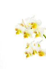 White and yellow orchid on white background