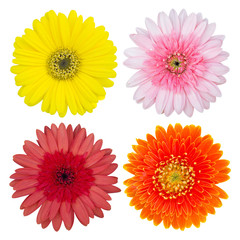 set of gerbera flower isolated on white with clipping path