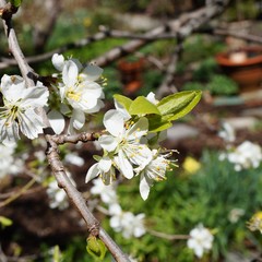 White blossoms of an edible plum prunus tree