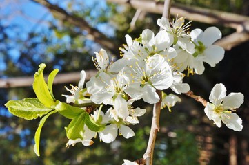 White blossoms of an edible plum prunus tree