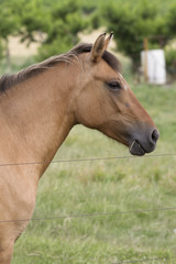 Obraz na płótnie Canvas profile of horse