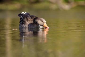 Greylag Goose, goose