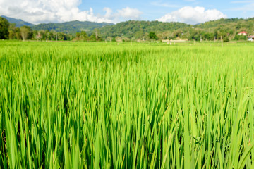 Green rice field in Tana Toraja