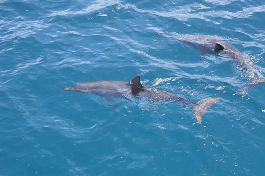 ドルフィンウォッチング