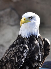 Portrait of a Bald Eagle