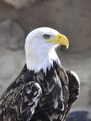 Portrait of a Bald Eagle
