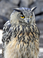The Eurasian eagle-owl 