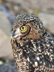 The Eurasian eagle-owl 