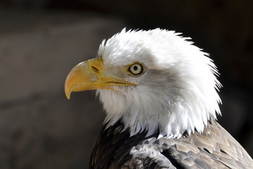 Portrait of a Bald Eagle