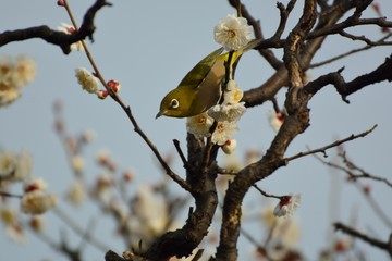 目白　梅
