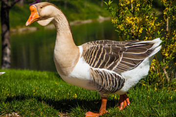 Grey goose in Tashkent