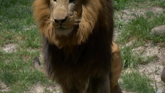 Adult male lion eating meat being tossed to him