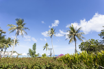 Fototapeta premium 椰子の木と青空