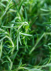 Rosemary
