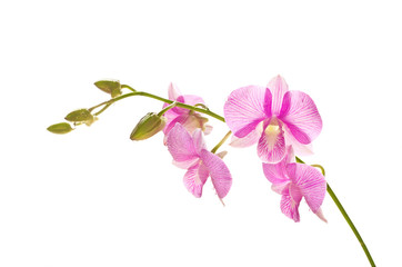 Tropical pink streaked orchid flower on isolated white background
