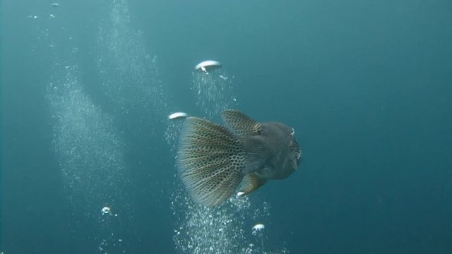 Дайвинг в Андаманском море близ Таиланда. Общительная рыба аротрон.