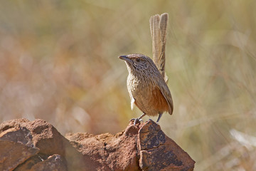 Kalkadoon Grasswren (Amytornis ballarae) Mount Isa, Queensland, Australia