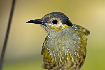 Macleay's Honeyeater (Xanthotis macleayanus) Julatten, Queensland, Australia