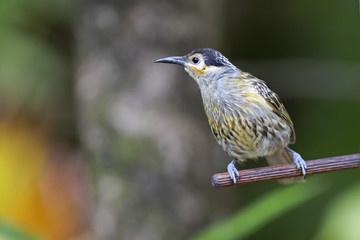 Macleay's Honeyeater (Xanthotis macleayanus) Julatten, Queensland, Australia