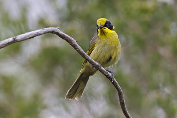 Fototapeta premium Yellow-tufted Honeyeater (Lichenostomus melanops) Warby-Ovens National Park, Victoria, Australia 