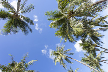 Obraz na płótnie Canvas 青空と椰子の木