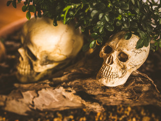 Skull and nature